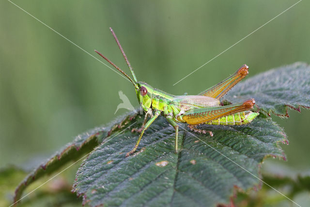 Small Gold Grasshopper (Euthystira brachyptera)