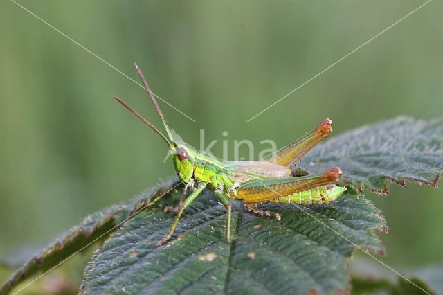 Kleine Goudsprinkhaan (Euthystira brachyptera)