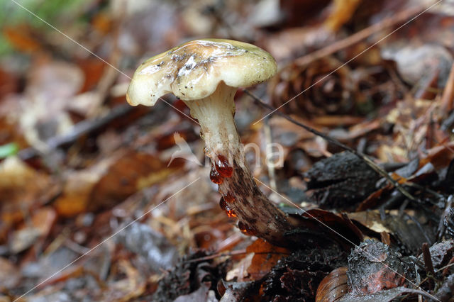 Larixspijkerzwam (Gomphidius maculatus)