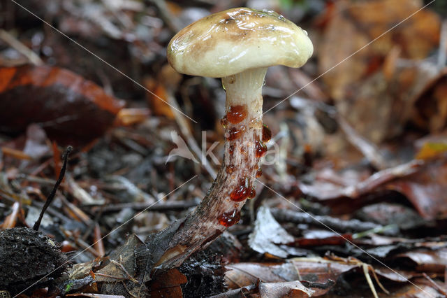 Gomphidius maculatus