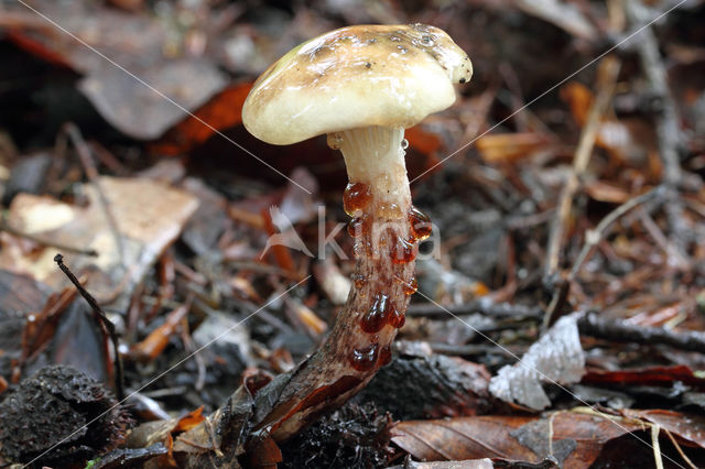 Larixspijkerzwam (Gomphidius maculatus)