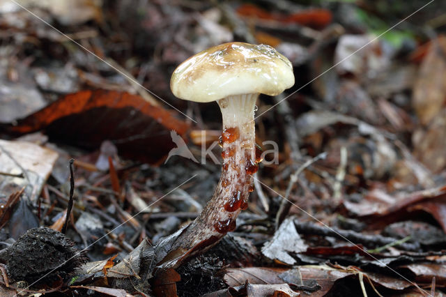 Larixspijkerzwam (Gomphidius maculatus)