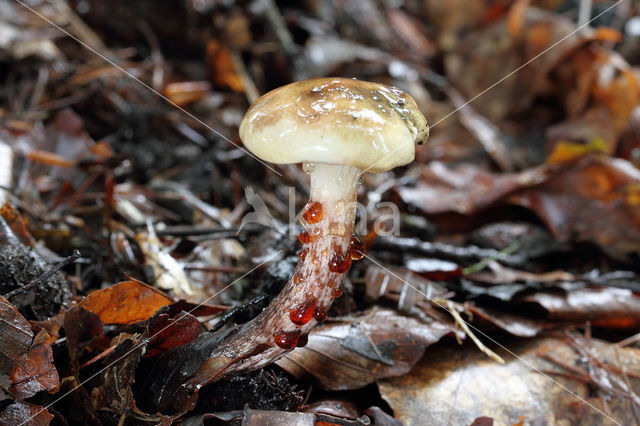 Gomphidius maculatus