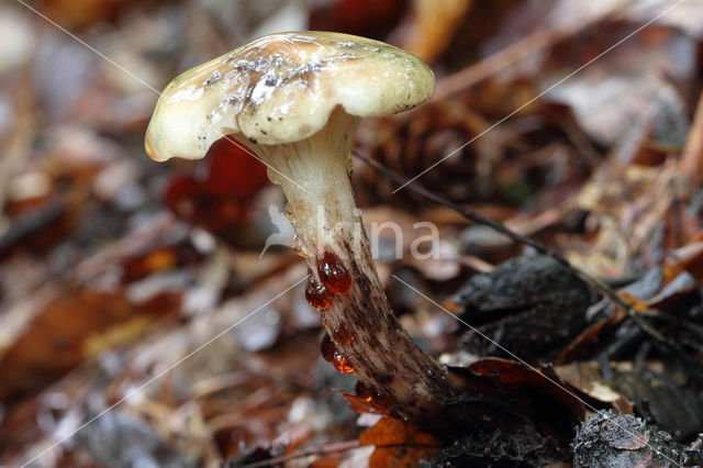 Larixspijkerzwam (Gomphidius maculatus)