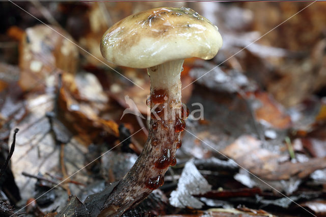 Gomphidius maculatus