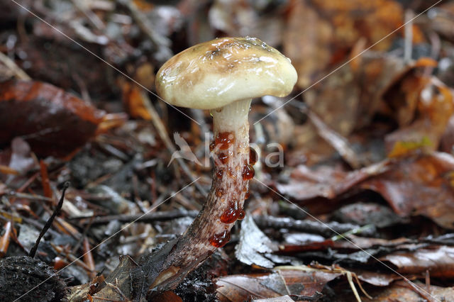 Larixspijkerzwam (Gomphidius maculatus)