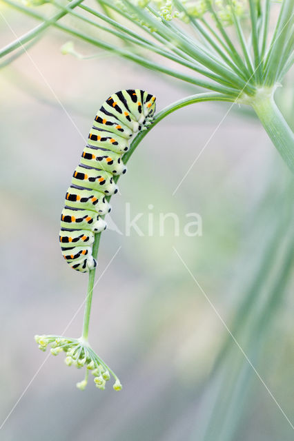 Swallowtail (Papilio machaon)