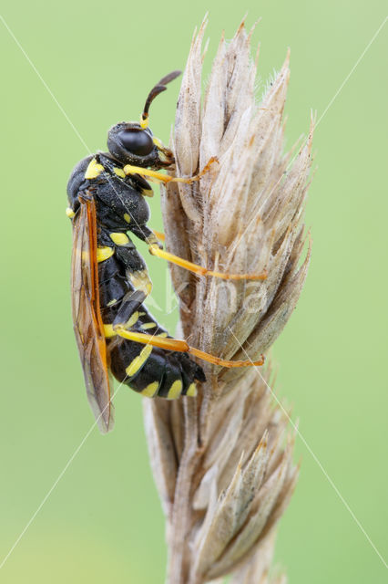 Bladwesp (Tenthredo omissa)