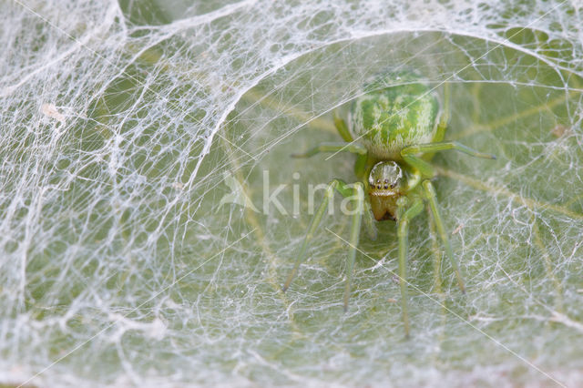 Groen kaardertje (Nigma walckenaeri)