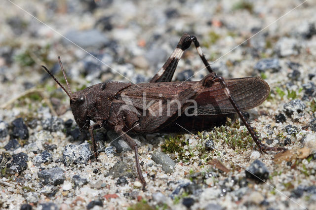 Klappersprinkhaan (Psophus stridulus)