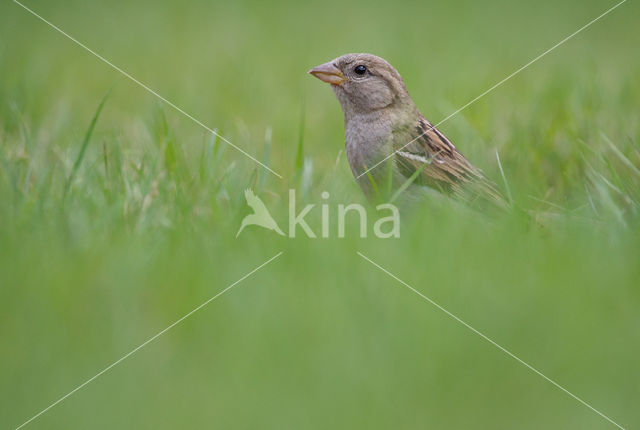 Huismus (Passer domesticus)