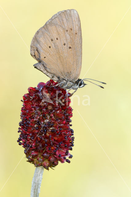 Dusky Large Blue (Maculinea nausithous)