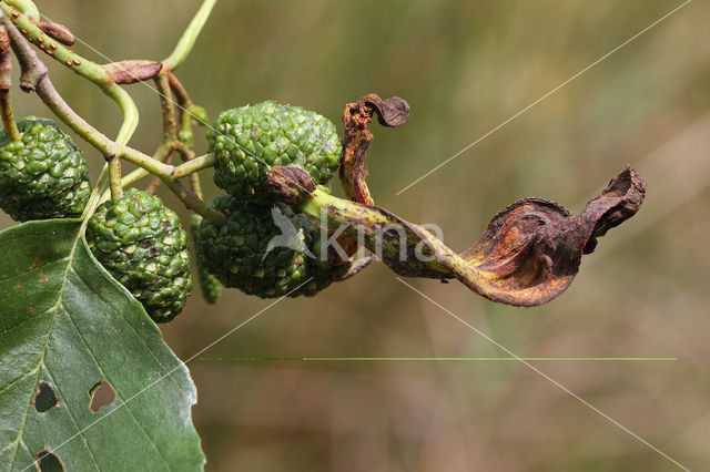 Elzenvlag (Taphrina amentorum)