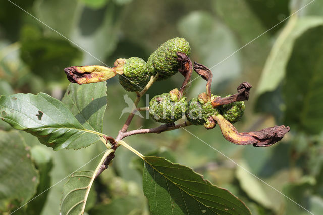 Elzenvlag (Taphrina amentorum)