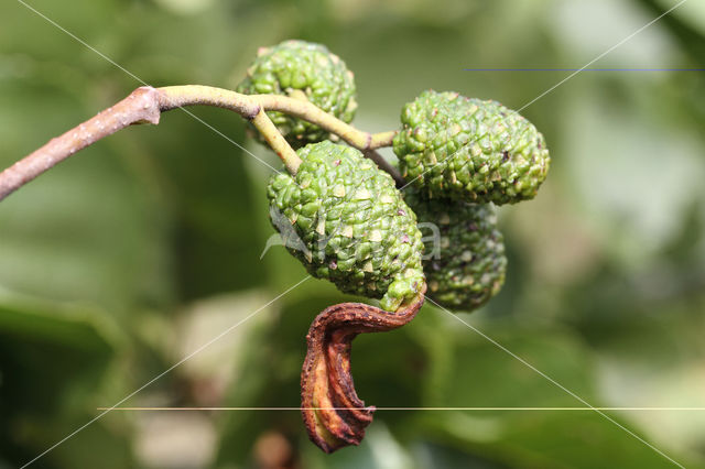 Elzenvlag (Taphrina amentorum)