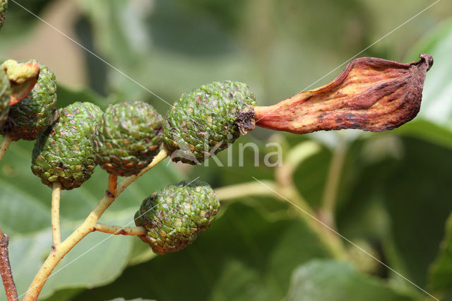 Elzenvlag (Taphrina amentorum)