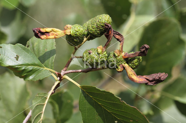 Elzenvlag (Taphrina amentorum)