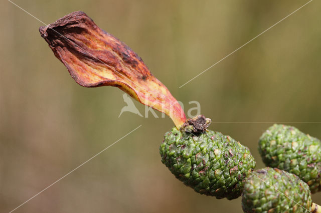 Elzenvlag (Taphrina amentorum)