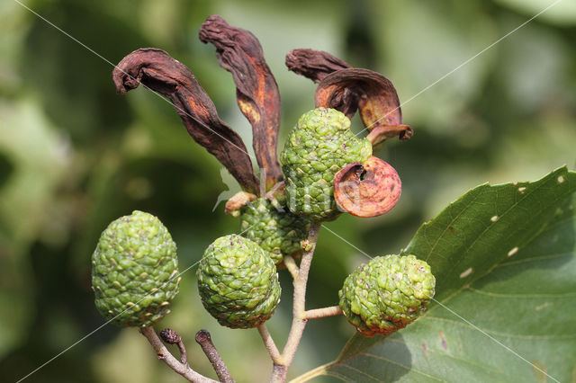 Taphrina amentorum