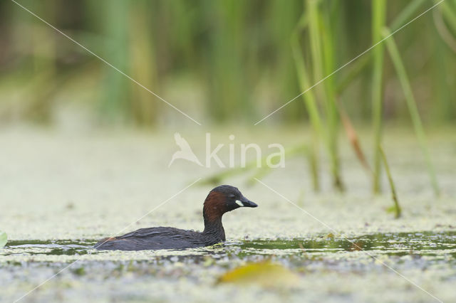 Little Grebe (Tachybaptus ruficollis)