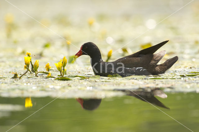 Waterhoen (Gallinula chloropus)