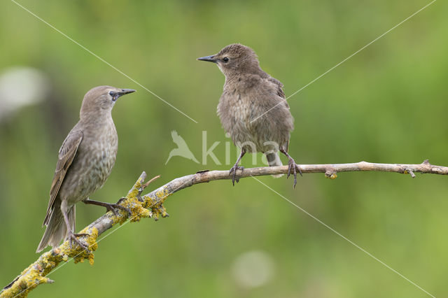 Spreeuw (Sturnus vulgaris)