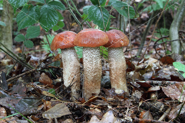 Eikenboleet (Leccinum quercinum)