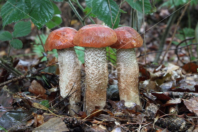 Orange oak bolete (Leccinum quercinum)