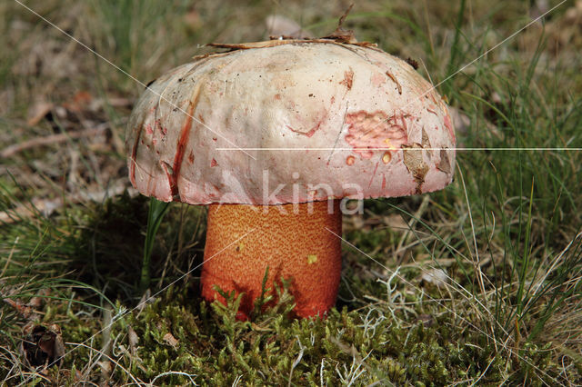 Roodnetboleet (Boletus rhodoxanthus)