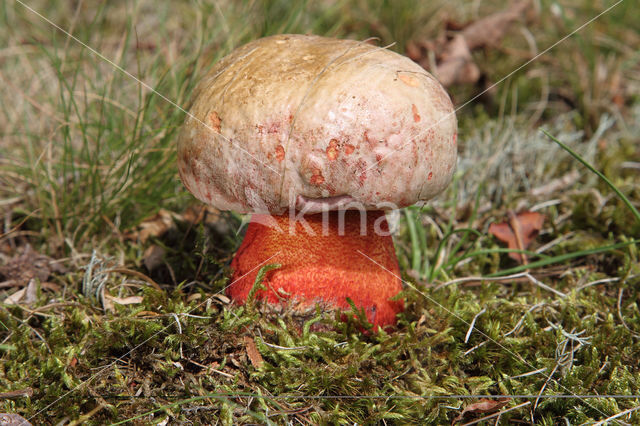 Roodnetboleet (Boletus rhodoxanthus)