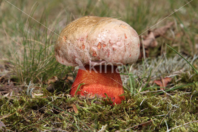 Roodnetboleet (Boletus rhodoxanthus)