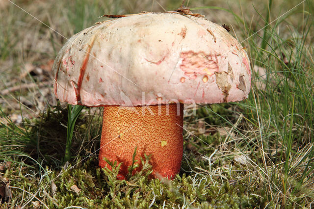 Roodnetboleet (Boletus rhodoxanthus)