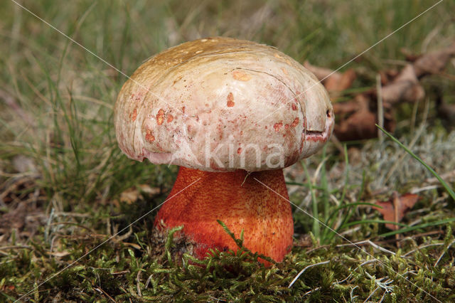 Roodnetboleet (Boletus rhodoxanthus)