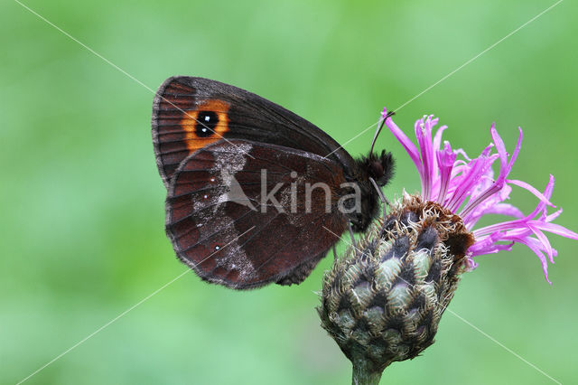 Scotch Argus (Erebia aethiops)