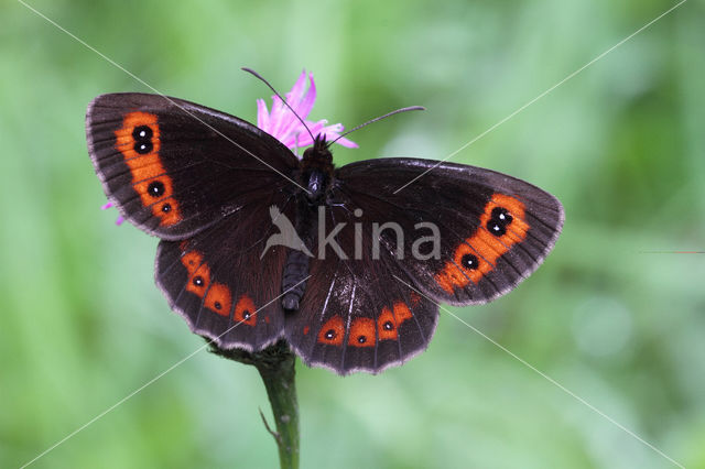 Zomererebia (Erebia aethiops)