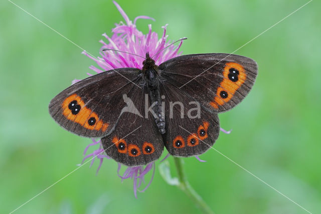 Scotch Argus (Erebia aethiops)