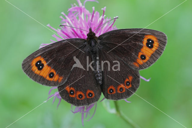 Zomererebia (Erebia aethiops)