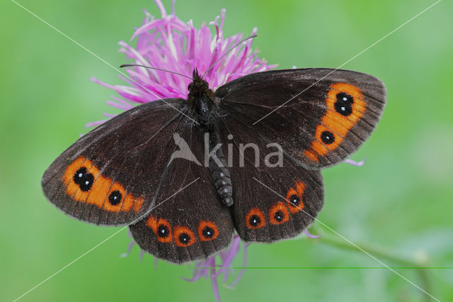 Zomererebia (Erebia aethiops)