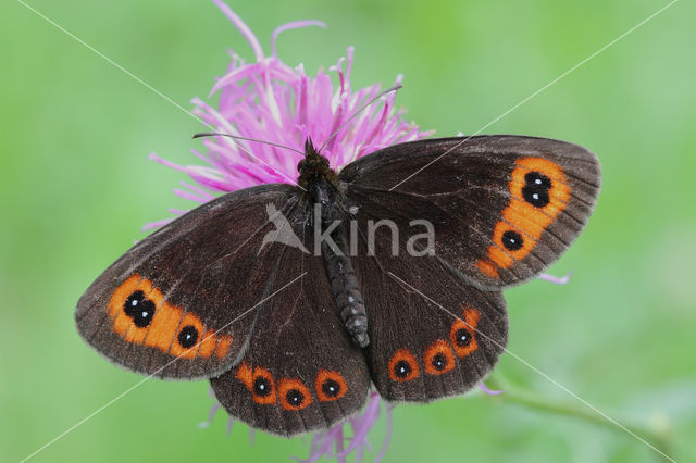 Zomererebia (Erebia aethiops)