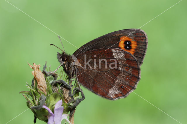 Zomererebia (Erebia aethiops)