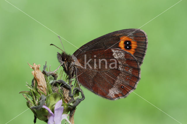 Scotch Argus (Erebia aethiops)