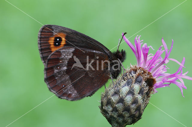 Scotch Argus (Erebia aethiops)