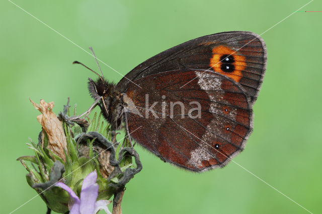 Zomererebia (Erebia aethiops)