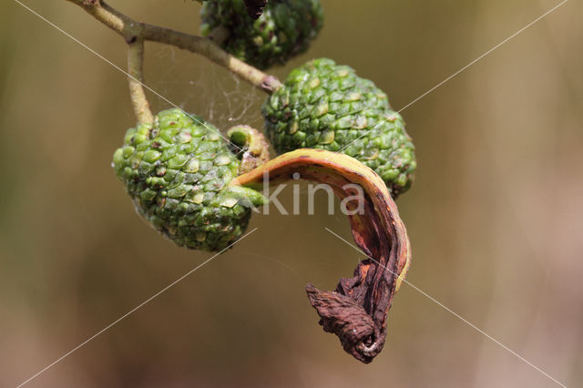 Elzenvlag (Taphrina amentorum)