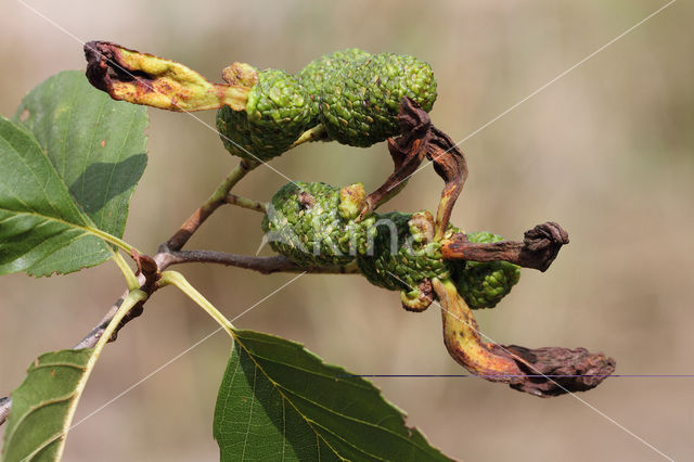 Elzenvlag (Taphrina amentorum)