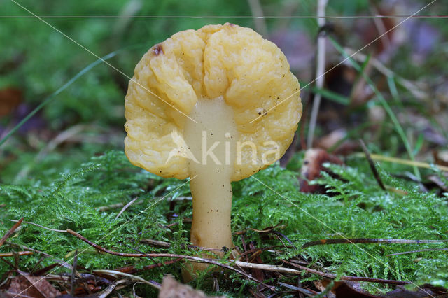Spathularia flavida