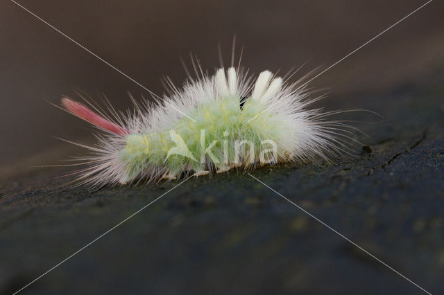 Meriansborstel (Calliteara pudibunda)