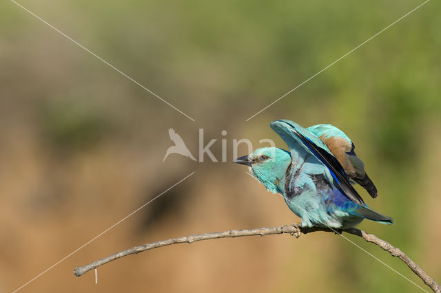European Roller (Coracias garrulus)
