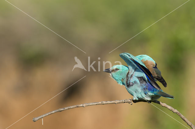 Scharrelaar (Coracias garrulus)