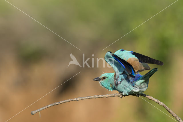 Scharrelaar (Coracias garrulus)